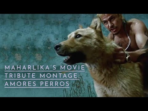 The Cinematic Beauty of Amores Perros