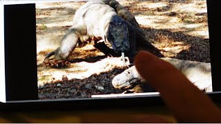 Ar tave gali suvalgyti Komodo drakonas?