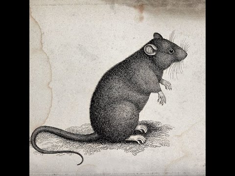 Los Invasores - El Raton (Peter Edit)