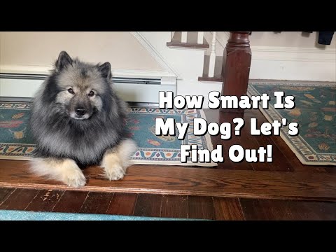 I Give My Keeshond A Dog IQ Test!
