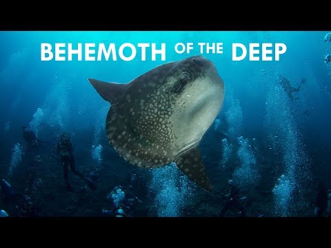 Mola Mola: Behemoths of the Deep