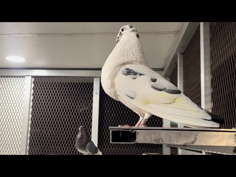 El Pinto Viejo y la Zeniza Ali-Blanca