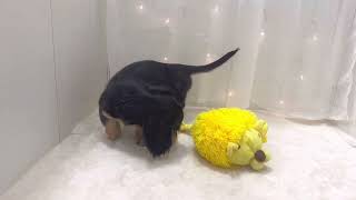 ミニチュアダックスの動画01