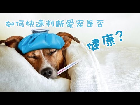 如何注意狗的健康