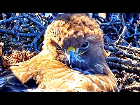 RED TAILED HAWKS.LIVE CORNELL HAWKS FERNOW NEST CAM.2023.04.13.ZOOM IN ON BIG REDS BEAUTY AND 3 EGGS