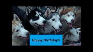 Funny Dog Videos: Dogs Bark the Happy Birthday song We have a numerous amount of animal birthdays so I decided to