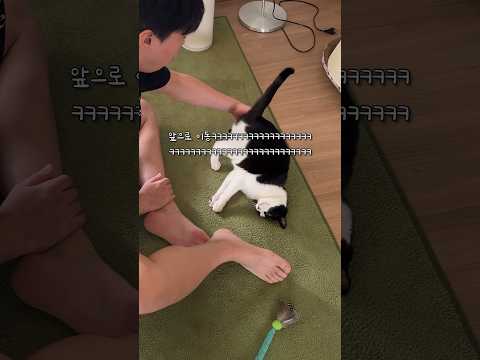 비보잉 기술 연마한 고양이