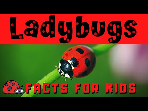 Ladybug Facts - Bug or Beetle ?