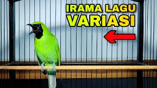 Download lagu IRAMA LAGU VARIASI || CUCAK IJO BANYUWANGI BEBECI mp3