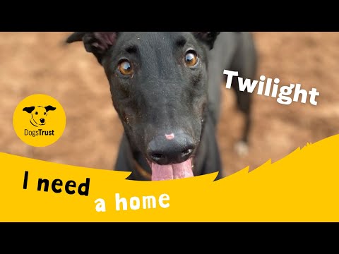 Twilight for sale in Wymeswold, Leicestershire