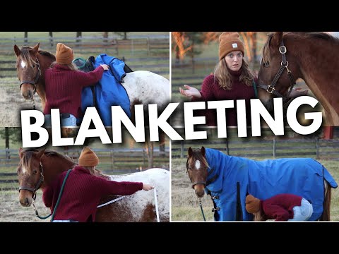 , title : 'HOW TO BLANKET A HORSE (EASY BEGINNERS GUIDE)'