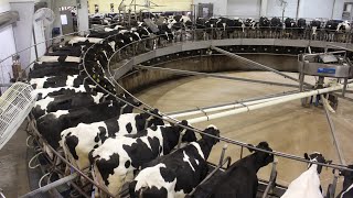 Modern Cow Raising Process Saves Millions of Dollars, Modern Cow Farming Harvest Milking Technology