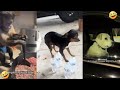 FUNNIEST MEDAZELLI ANIMAL VIDEO Medazelli Core