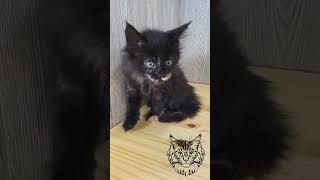 Maine Coon kittens