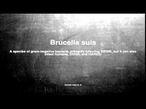 Medical vocabulary: What does Brucella suis mean