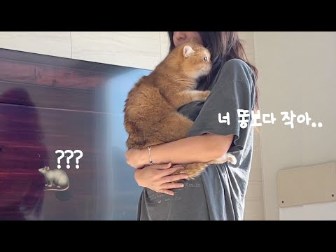 보고 놀란 고양이 달래주는..어화둥둥 일상