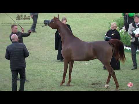 N.210 TARFAH ATHBAH - 2020 PSAIAHF Al Khalediah Show - Mares 4-6 Years Old (Class 7A)