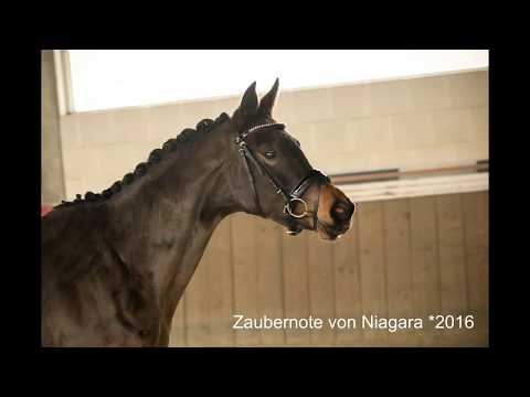 Niagara Nachzucht www.elmarshausen.de