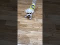 THE8 Playing With His Puppy Seventeen The8 Kpop Fyp Shorts