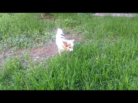 Stepan for a walk. Green grass. Стёпа на прогулке. Зелёная трава.