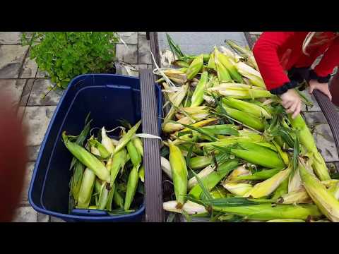 download lagu mp3 mp4 Preserving Corn, download lagu Preserving Corn gratis, unduh video klip Preserving Corn