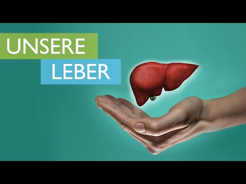 Die Leber, das Kraftwerk unseres Körpers