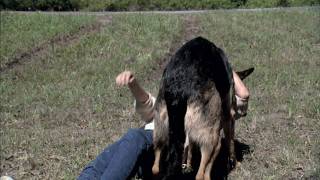 Heroes Among Us--Hero the Dog!