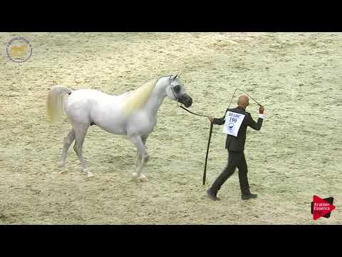 N.190 ALEXXANDERR - Dubai 2019 - Stallions 4- 6 years old