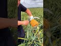 Pineapple So Fresh And Sweet For Fruit Lovers
