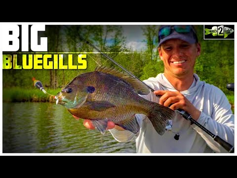 Bluegill Fishing Tips with Bobbers and Plastic Lures