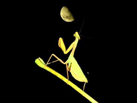 Succubus vs Zartrox otherspace divergents