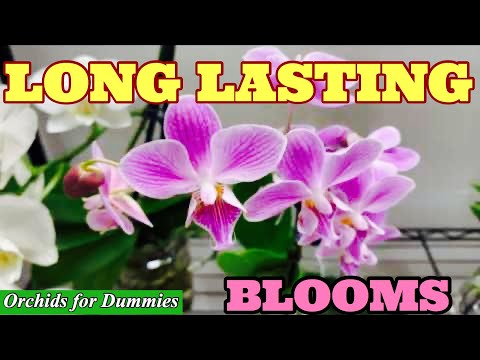 , title : 'Basic Phalaenopsis Orchid Care Tips for Long Lasting Blooms!'