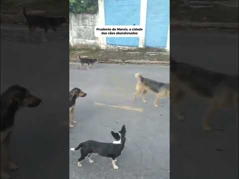 Prudente de Morais, a cidade dos cães abandonados