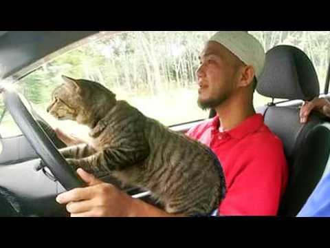When Your Cat is Obsessed with You Funny Cats and Human - YouTube
