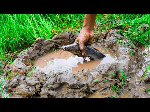 Best Oil Fishing || Amazing Fishing in Catfish-Hole with Fishing Oil