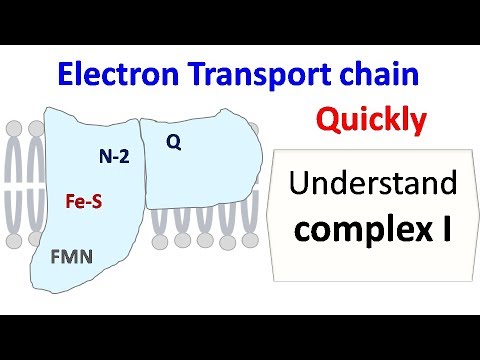 NADH dehydrogenase (complex 1 of ETC)