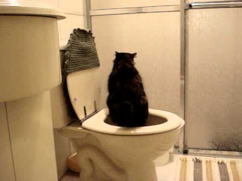 Pretinha usando o banheiro!