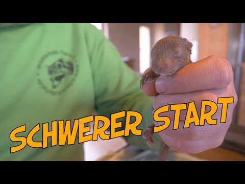 Ein schwerer Start für das Eichhörnchen