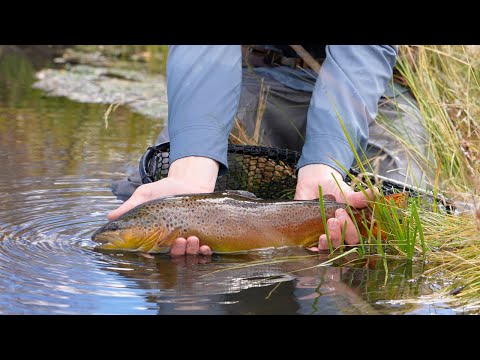 Fall Streamer Fishing Arkansas River Colorado