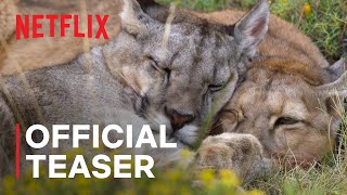 Netflix Our Planet II | Official Teaser 