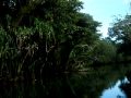 Jungle River Boat Cruise - Babeldaob, Republic of ...
