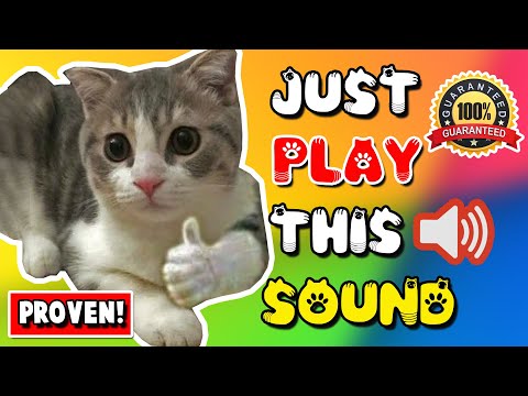 Mother cat calling for her kittens sound effect ⭐ mom cat sounds