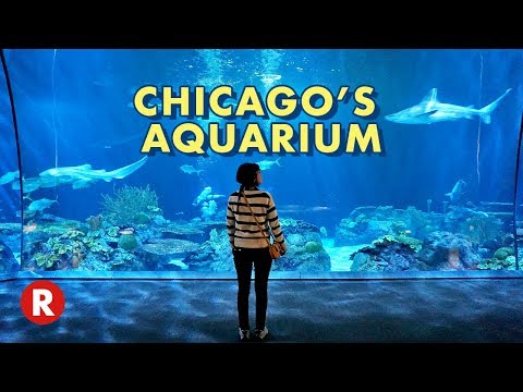 image-What is the name of the animal show at Shedd Aquarium? 