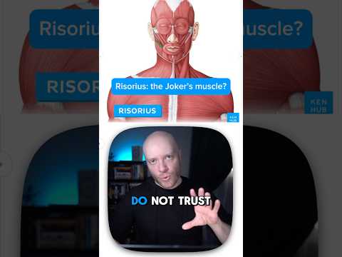 Anatomie & Behandlungswissen Videos – Interaktives Nachschlagewerk für Physio, Massage, Therapie 45 Risorius: the Joker's muscle