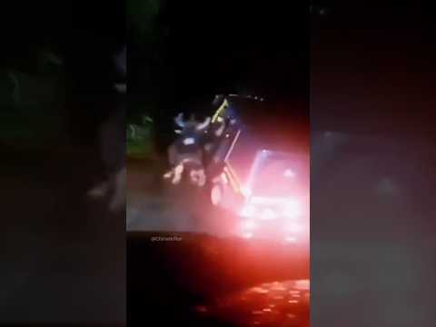 Impressive Power of a Black Bull #shorts #shortsfeed #ytshorts #bull#animal