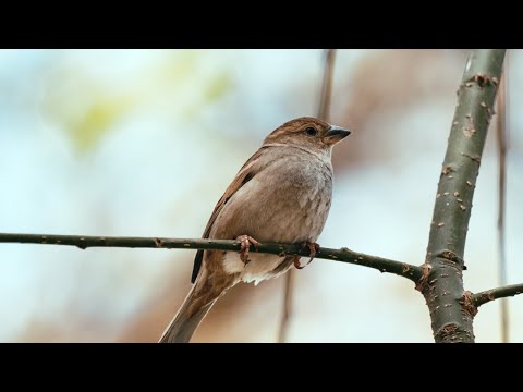 Relaxing Music Beautiful Singing Birds in the Morning (Nightingale 10 Hours Black Screen)