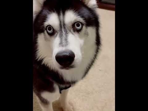 Bark at your dog #dogs #funnyvideos #dog #fyp #funnydog