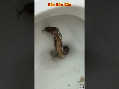 Trời ơi người đàn ông không phát hiện ra con rắn hổ mang chúa trong bồn cầu #shorts