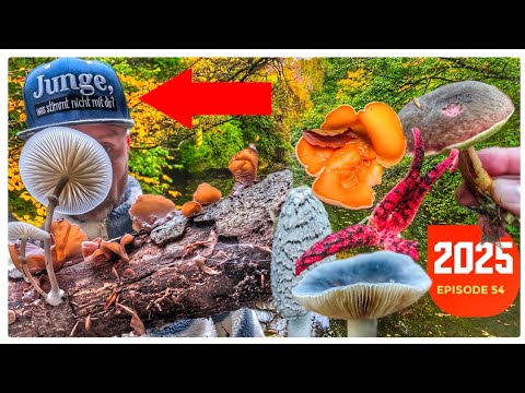 Mushroom Addict? 🍄 | Over 40 species in mid-October | 4K