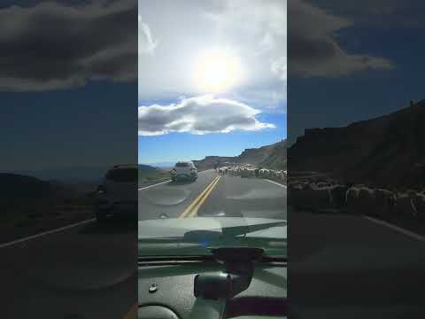 Arrieros en ruta RN242